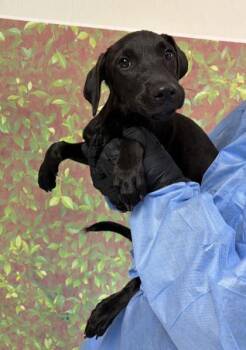 Papaya -  Labrador Retriever and Mixed Breed Dog for Adoption in San Antonio, Texas - Papaya | PetCurious