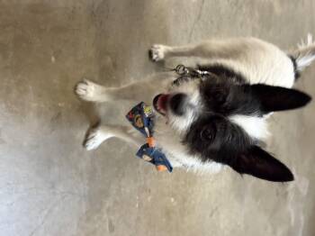 Rescue Jack Russell Terrier and Smooth Collie Dogs for Adoption in Benbrook, Texas - Charlie | PetCurious