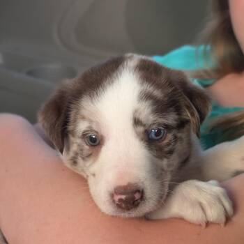 Border Collie Dogs Available for Adoption in La Grange, Kentucky - JELLY | PetCurious