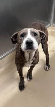 Honey -  Pit Bull Terrier Dog for Adoption in Burgaw, North Carolina - Honey | PetCurious