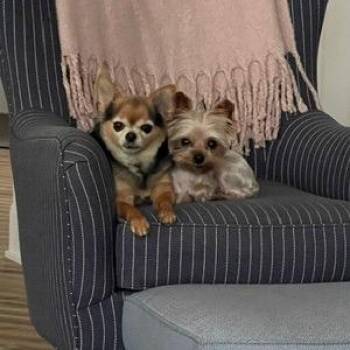 Daizy D11451 -  Chihuahua Dog Available for Adoption - Daizy D11451 | PetCurious