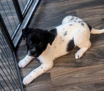 Shepherd Dogs Available for Adoption - Soohorang | PetCurious