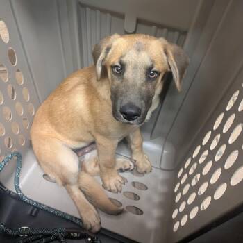 Sammy -  Labrador Retriever Dog for Adoption in Birmingham, Alabama - Sammy | PetCurious