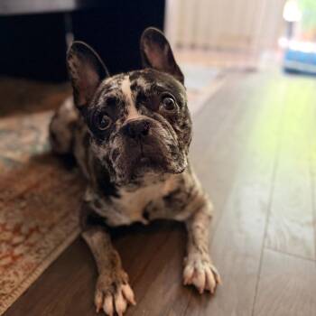 Beetlejuice -  French Bulldog and Mixed Breed Dog for Adoption in Durham, North Carolina - Beetlejuice | PetCurious