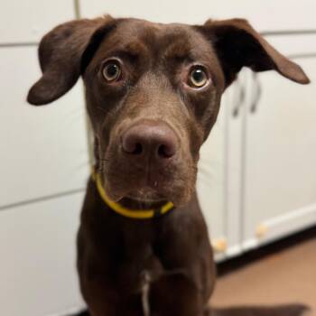 Jenna -  Mixed Breed Dog for Adoption in Hendersonville, North Carolina - Jenna | PetCurious