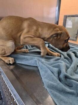 Pen 215 Scrunch -  Labrador Retriever and Pit Bull Terrier Dog for Adoption in Lawrenceville, Georgia - Pen 215 Scrunch | PetCurious