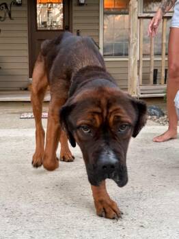 Elvis -  Mastiff Dog for Adoption in La Porte, Indiana - Elvis | PetCurious