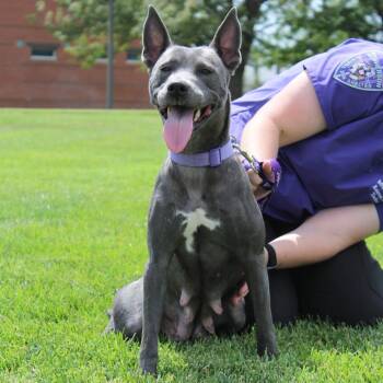 Shrimpy -  Pit Bull Terrier and Mixed Breed Dog for Adoption in Mcpherson, Kansas - Shrimpy | PetCurious