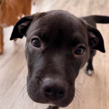 Cadbury -  Carolina Dog and Hound Dog for Adoption in Green Bay, Wisconsin - Cadbury | PetCurious