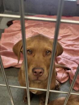 Labrador Retriever Dogs Available for Adoption - COOPER | PetCurious