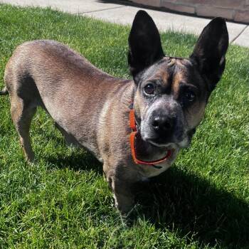 Daphne -  Corgi and Mixed Breed Dog Available for Adoption in Woodstock, Illinois - Daphne | PetCurious