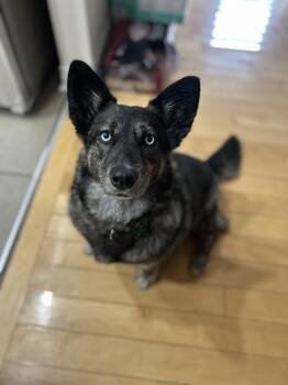 Blu -  Husky Dog for Adoption in Cambridge, Ontario - Blu | PetCurious