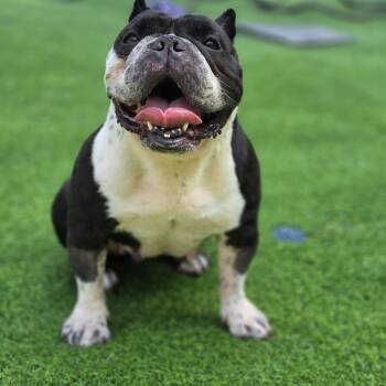 Tiramisu -  French Bulldog and Mixed Breed Dog for Adoption in Blairstown, New Jersey - Tiramisu | PetCurious