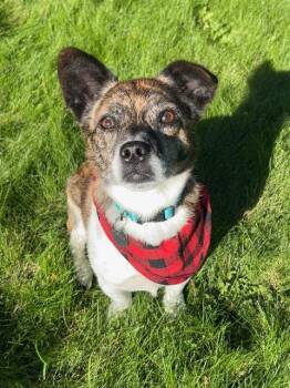 Tim -  Chihuahua and Pug Dog for Adoption in Seattle, Washington - Tim | PetCurious
