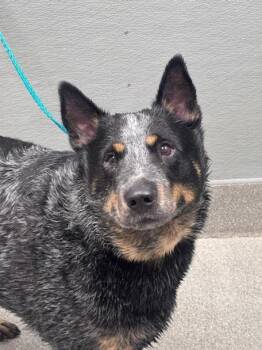 CHENCHO -  Australian Cattle Dog Blue Heeler Dog for Adoption in Las Vegas, Nevada - CHENCHO | PetCurious