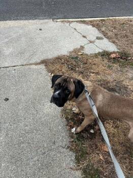 Mastiff and Mixed Breed Dogs Available for Adoption - Esco | PetCurious