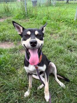 Hydrangea -  German Shepherd Dog Dog for Adoption in Chicago, Illinois - Hydrangea | PetCurious