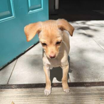 Poboy -  Chihuahua and Mixed Breed Dog for Adoption in Lewisville, Texas - Poboy | PetCurious