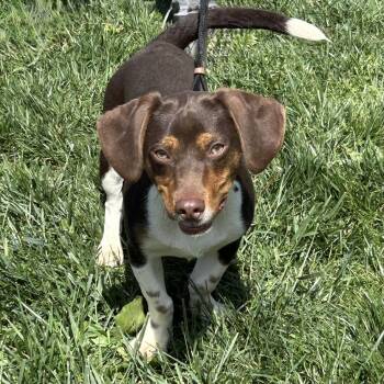 Dachshund and Chihuahua Dogs Available for Adoption in Cincinnati, Ohio - T-Rex 2026 | PetCurious