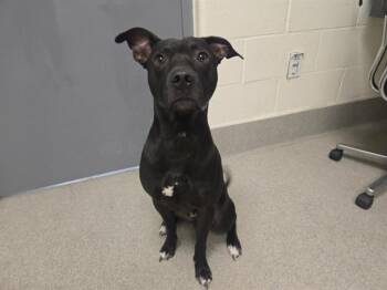 DUKE -  Staffordshire Bull Terrier and Labrador Retriever Dog for Adoption in Auburn, California - DUKE | PetCurious