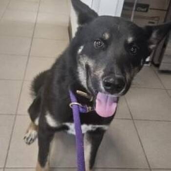 Australian Cattle Dog Blue Heeler and Husky Dogs Available for Adoption - Neyo  | PetCurious