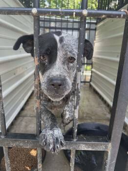 Bindi -  Australian Cattle Dog Blue Heeler and Cattle Dog Dog for Adoption in Whitestown, Indiana - Bindi | PetCurious