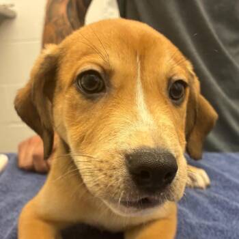 Terrier Dogs Available for Adoption in Corpus Christi, Texas - Smore | PetCurious