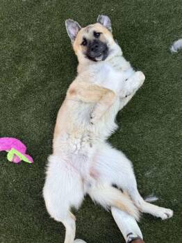 Astro -  Mixed Breed Dog for Adoption in Lafayette, Indiana - Astro | PetCurious