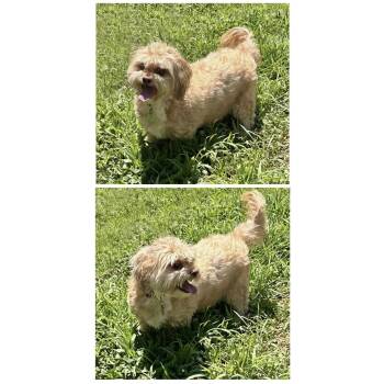 Shih Tzu Dogs Available for Adoption - Bella | PetCurious
