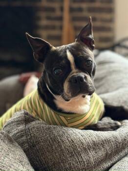 Boston Terrier Dogs Available for Adoption - Bruce In IA | PetCurious