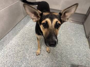 MAYA -  German Shepherd Dog and Mixed Breed Dog for Adoption in Rowlett, Texas - MAYA | PetCurious