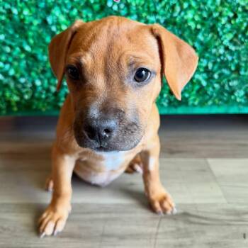 Bugle -  American Bully and Terrier Dog for Adoption in Las Vegas, Nevada - Bugle | PetCurious