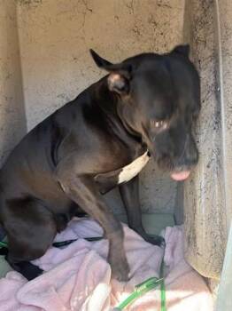 RAVEN -  Pit Bull Terrier Dog for Adoption in Salinas, California - RAVEN | PetCurious
