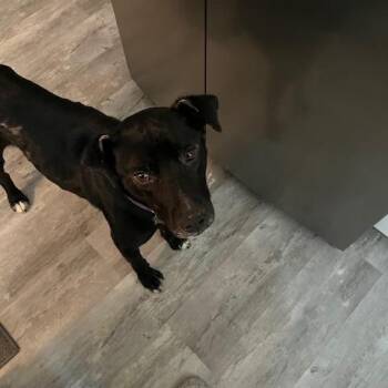 Oreo Jones -  Mixed Breed Dog for Adoption in Winston-salem, North Carolina - Oreo Jones | PetCurious