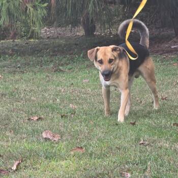 Rescue German Shepherd Dog Dogs for Adoption in Clanton, Alabama - Doodle | PetCurious