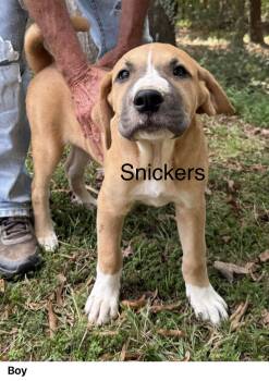 Rescue Mixed Breed Dogs for Adoption in Madison, Wisconsin - Snickers | PetCurious