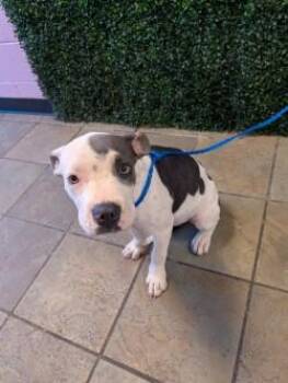 61686931 -  Mixed Breed Dog for Adoption in El Paso, Texas - 61686931 | PetCurious