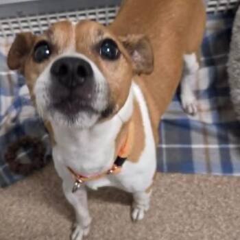 Robby (Taco) -  Mixed Breed Dog for Adoption in Ballston Spa, New York - Robby (Taco) | PetCurious