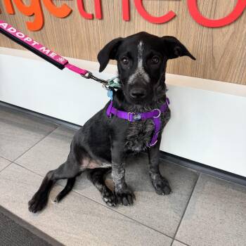 Widgey -  Cattle Dog and Mixed Breed Dog for Adoption in Chicago, Illinois - Widgey | PetCurious