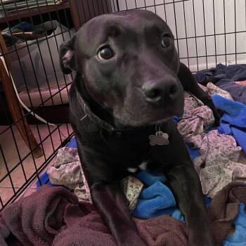 Captain -  Bull Terrier and Black Labrador Retriever Dog for Adoption in West Palm Beach, Florida - Captain | PetCurious