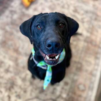 Black Labrador Retriever and Coonhound Dogs Available for Adoption in Friendswood, Texas - Chicki Nikki Gentle Companion | PetCurious