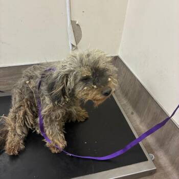 Britney S. Pears -  Terrier Dog for Adoption in Pasadena, California - Britney S. Pears | PetCurious