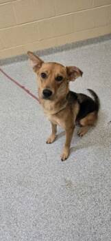 Rescue Mixed Breed Dogs for Adoption in Reidsville, North Carolina - Jade | PetCurious