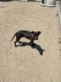Savannah -  Mixed Breed Dog for Adoption in Maquoketa, Iowa - Savannah | PetCurious
