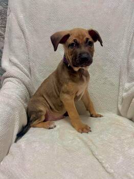 Milo -  Terrier Dog for Adoption in Walker, Louisiana - Milo | PetCurious