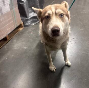 Siberian Husky and Mixed Breed Dogs Available for Adoption in Tustin, California - GINGER | PetCurious