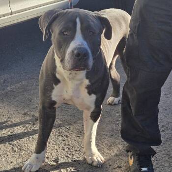 AHNJ-Stray-124586 -  Pit Bull Terrier Dog for Adoption in Newark, New Jersey - AHNJ-Stray-124586 | PetCurious