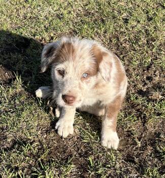 Mcnab Dogs Available for Adoption in Bend, Oregon - Roper | PetCurious