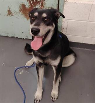 Rescue German Shepherd Dog and Mixed Breed Dogs for Adoption in Antioch, California - LUNA | PetCurious