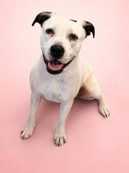 Lola -  Pit Bull Terrier and Mixed Breed Dog for Adoption in Bowling Green, Kentucky - Lola | PetCurious